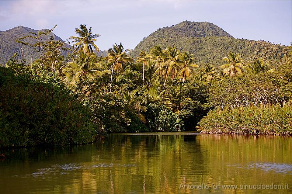 DOMINICA - Indian river.jpg
